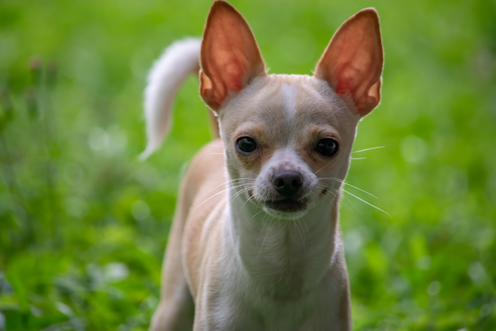 Chihuahua koirarotu